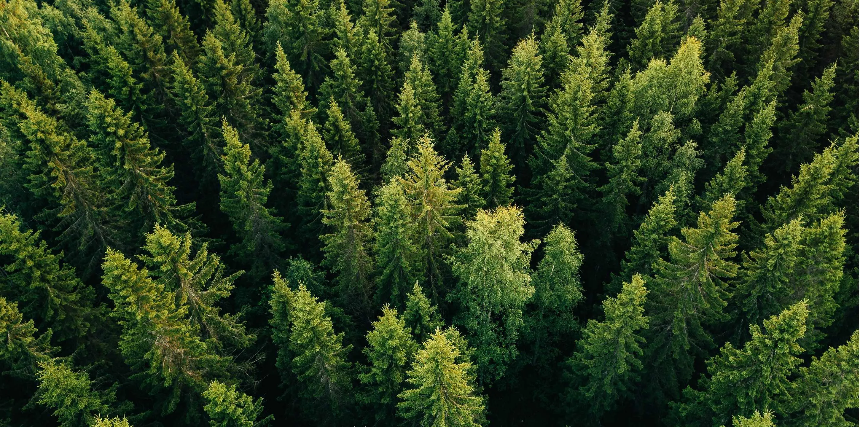 Trees aerial top view